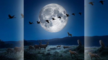 Cómo influyen las fases de la luna en el comportamiento de las aves migratorias y la fauna silvestre