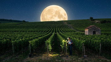 El uso del calendario lunar en la viticultura y la producción de vinos orgánicos