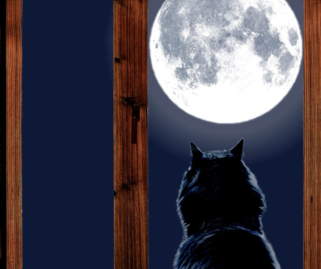 What is the relationship between cats and the moon? 
