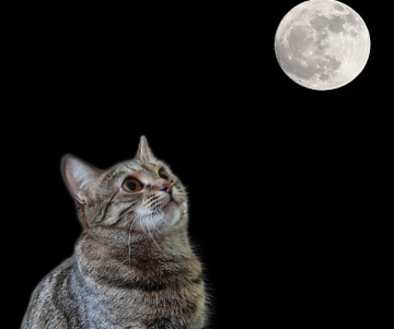 Cómo afecta la luna a tus mascotas - Mitos y realidad